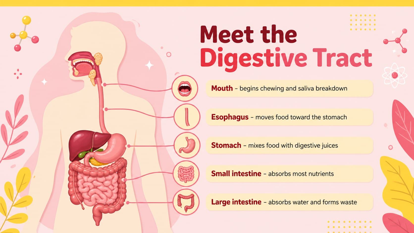 Digestive tract anatomy slide labeling the major organs involved in human digestion.