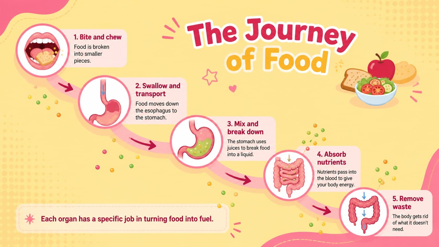 Human digestion lesson slide showing the journey of food through five illustrated stages.