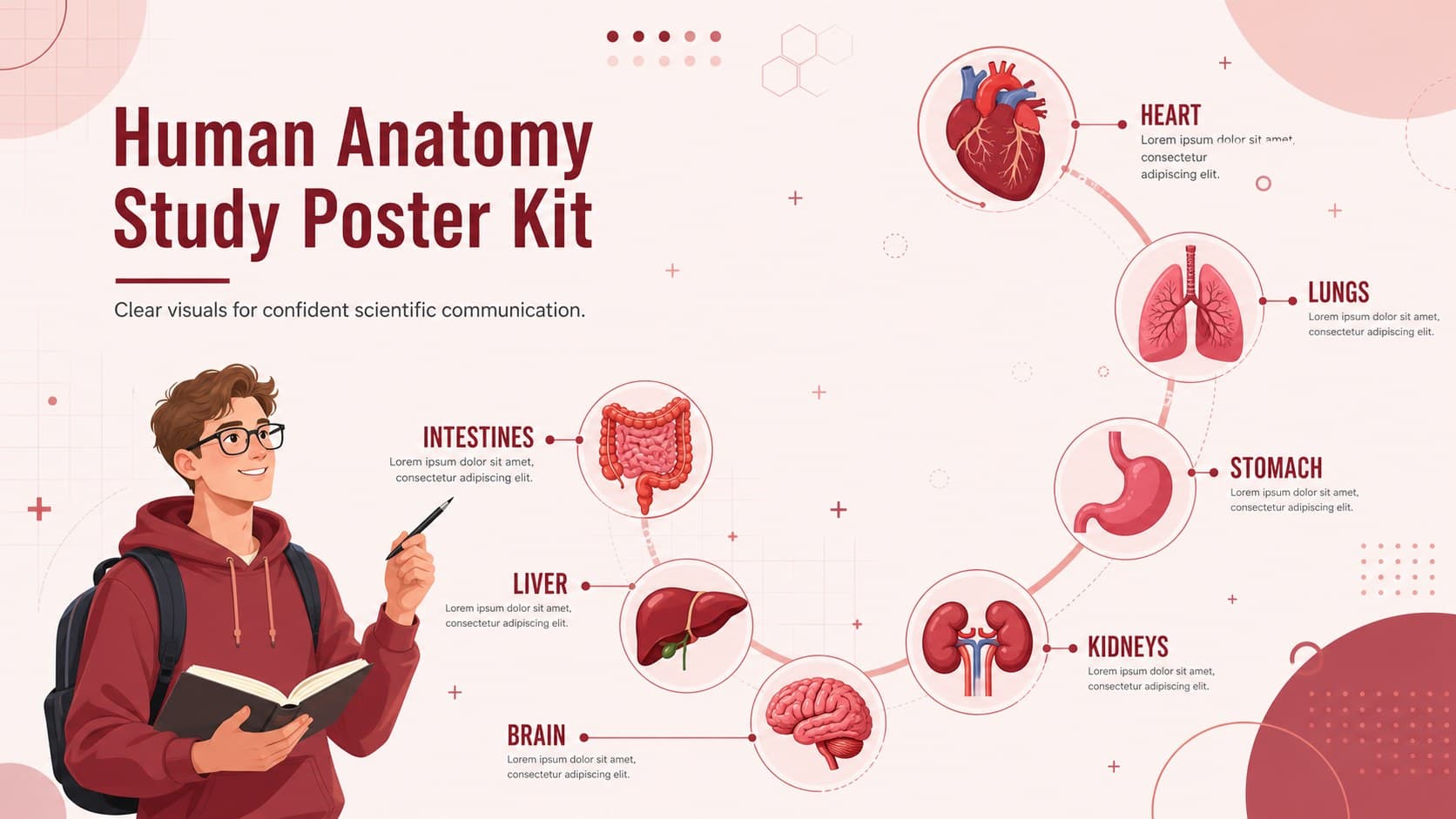 Cover of a human anatomy study poster kit with vivid red medical illustrations and an organized research theme.