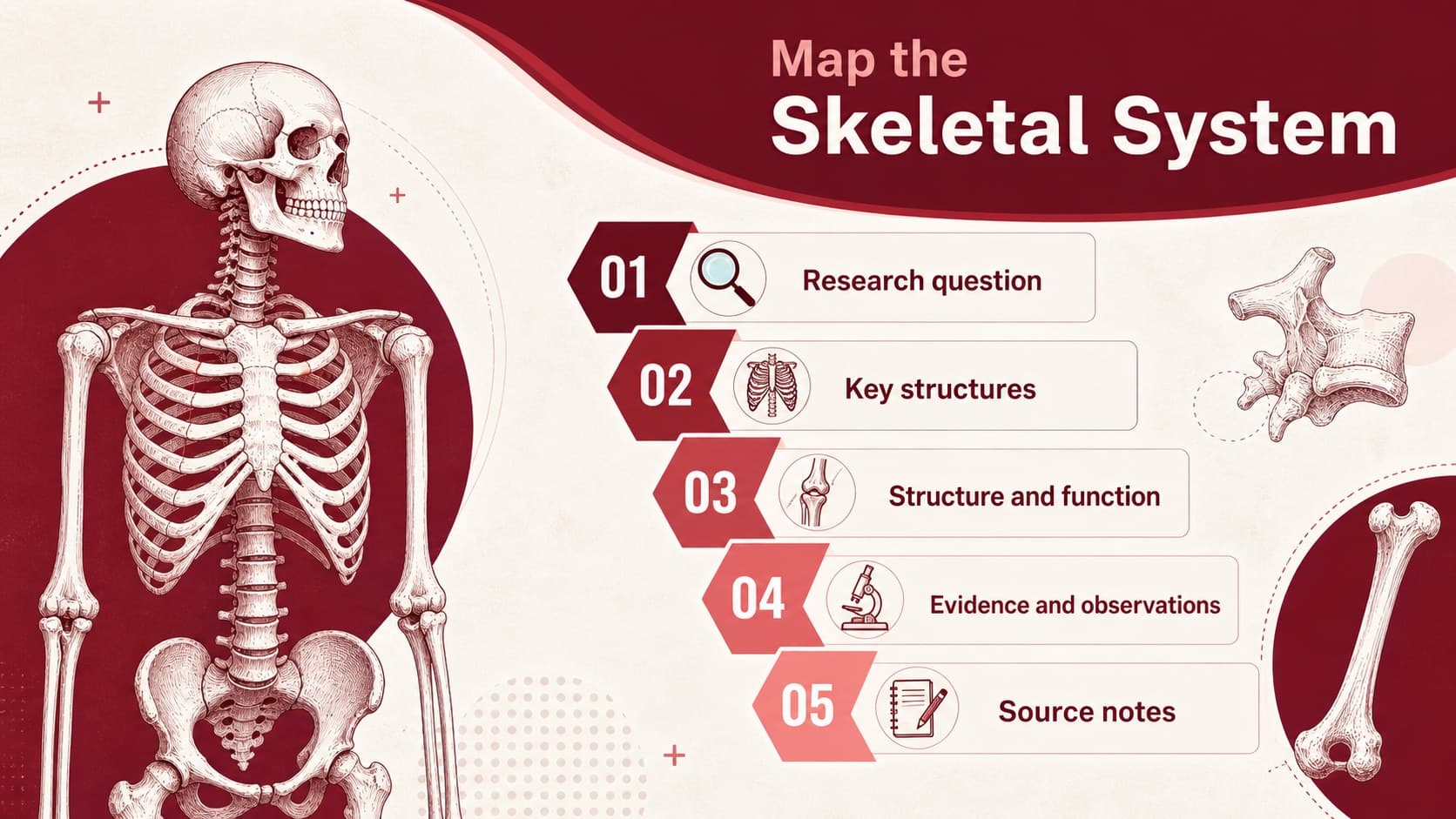 Editable anatomy poster for students showing a labeled skeletal system research layout in red.