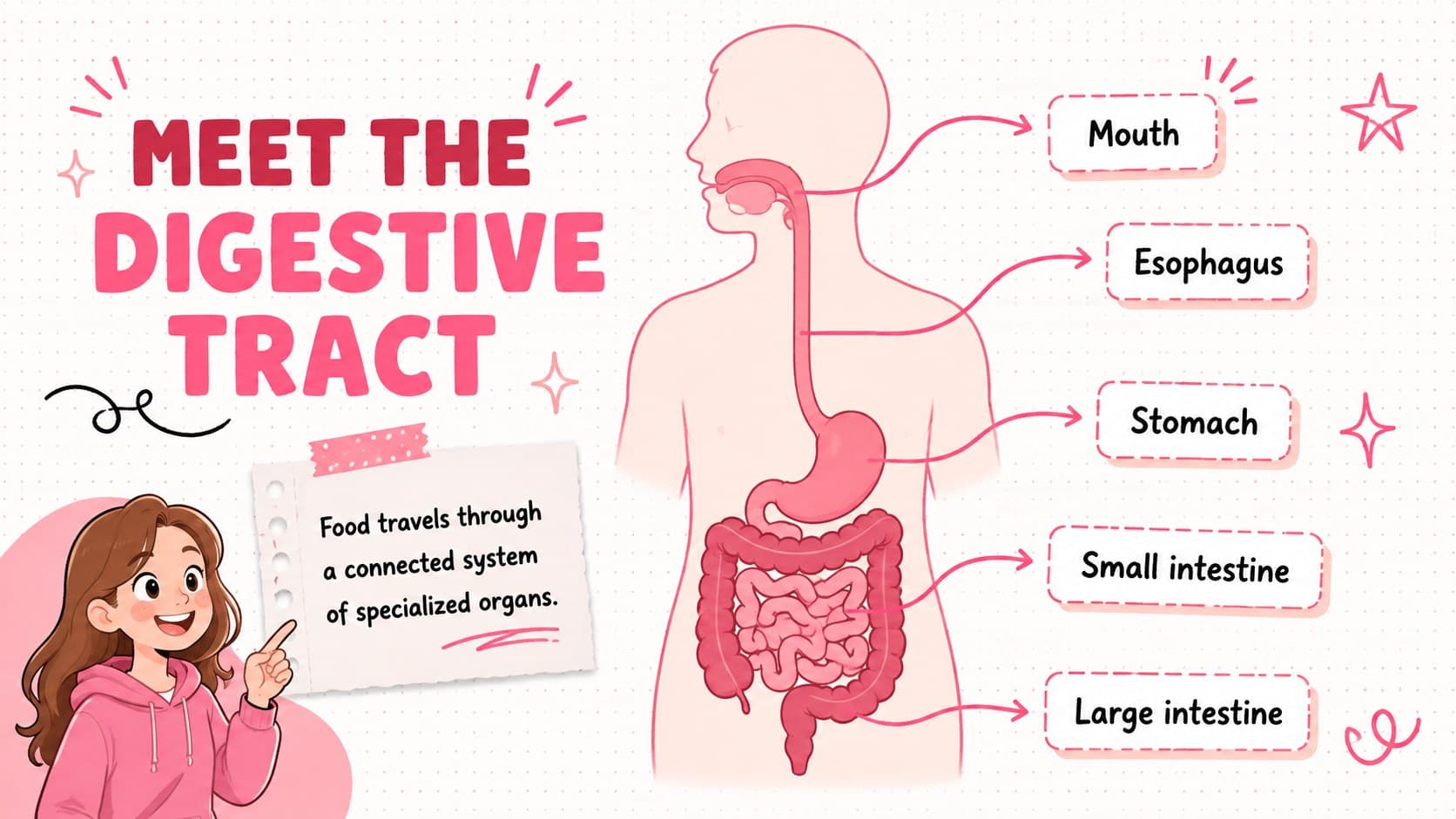 Digestive tract classroom presentation slide mapping the route from the mouth to the large intestine.