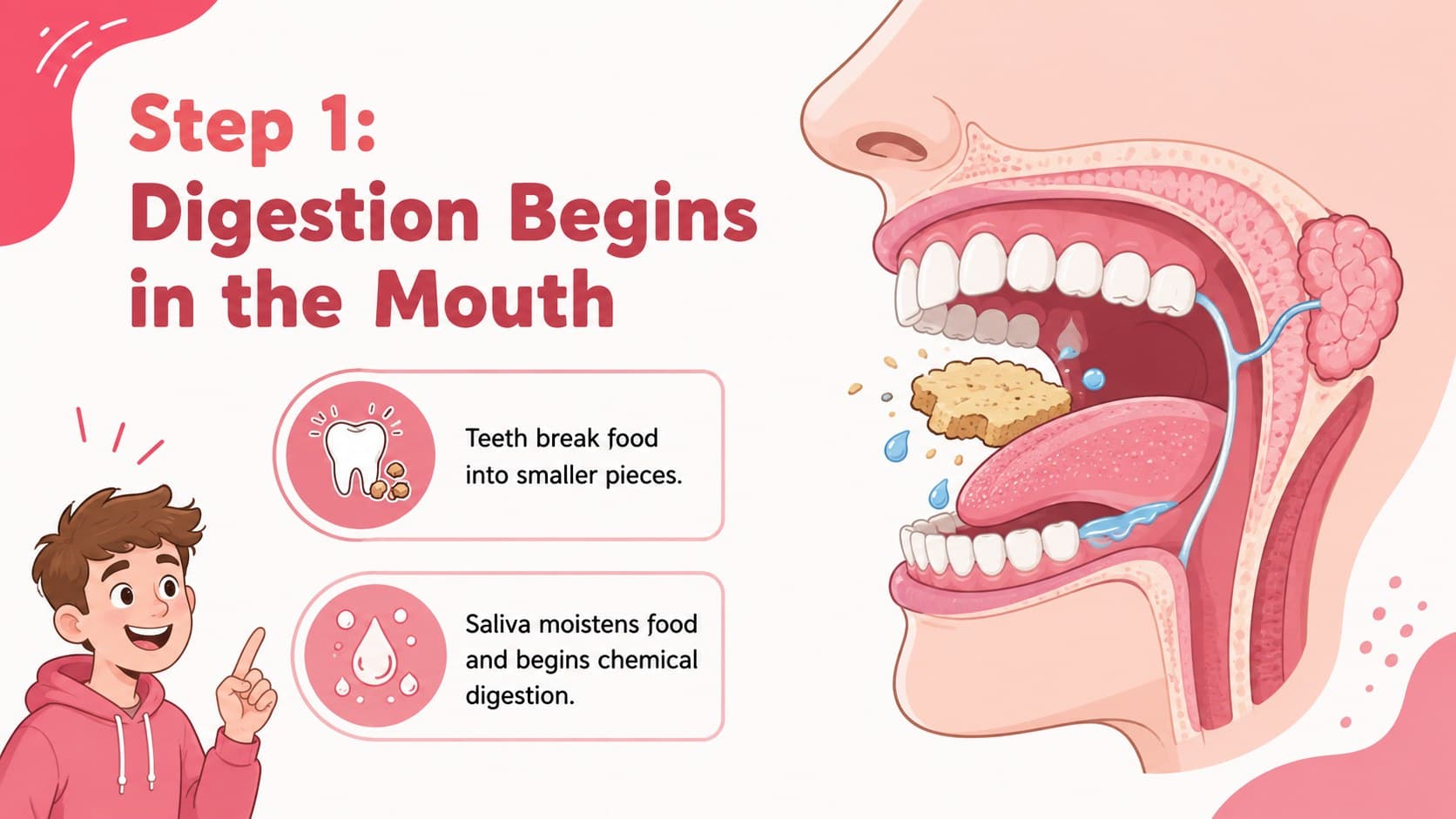 Biology lesson slide explaining how chewing and saliva begin human digestion in the mouth.