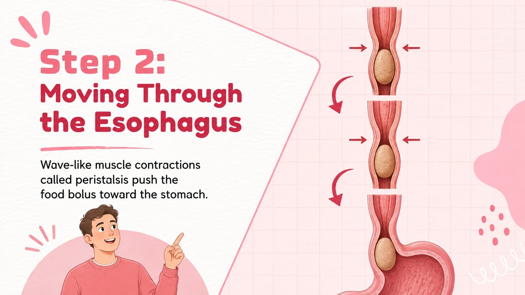 Illustrated digestive system slide showing peristalsis moving food through the esophagus.