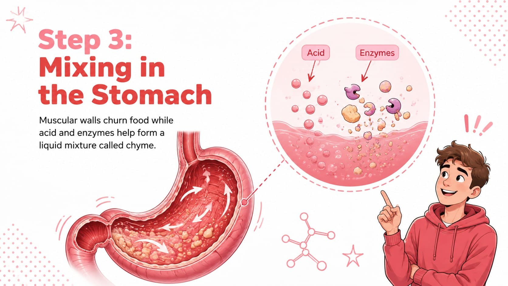 Stomach anatomy slide describing muscular mixing, acid, enzymes, and chyme formation.