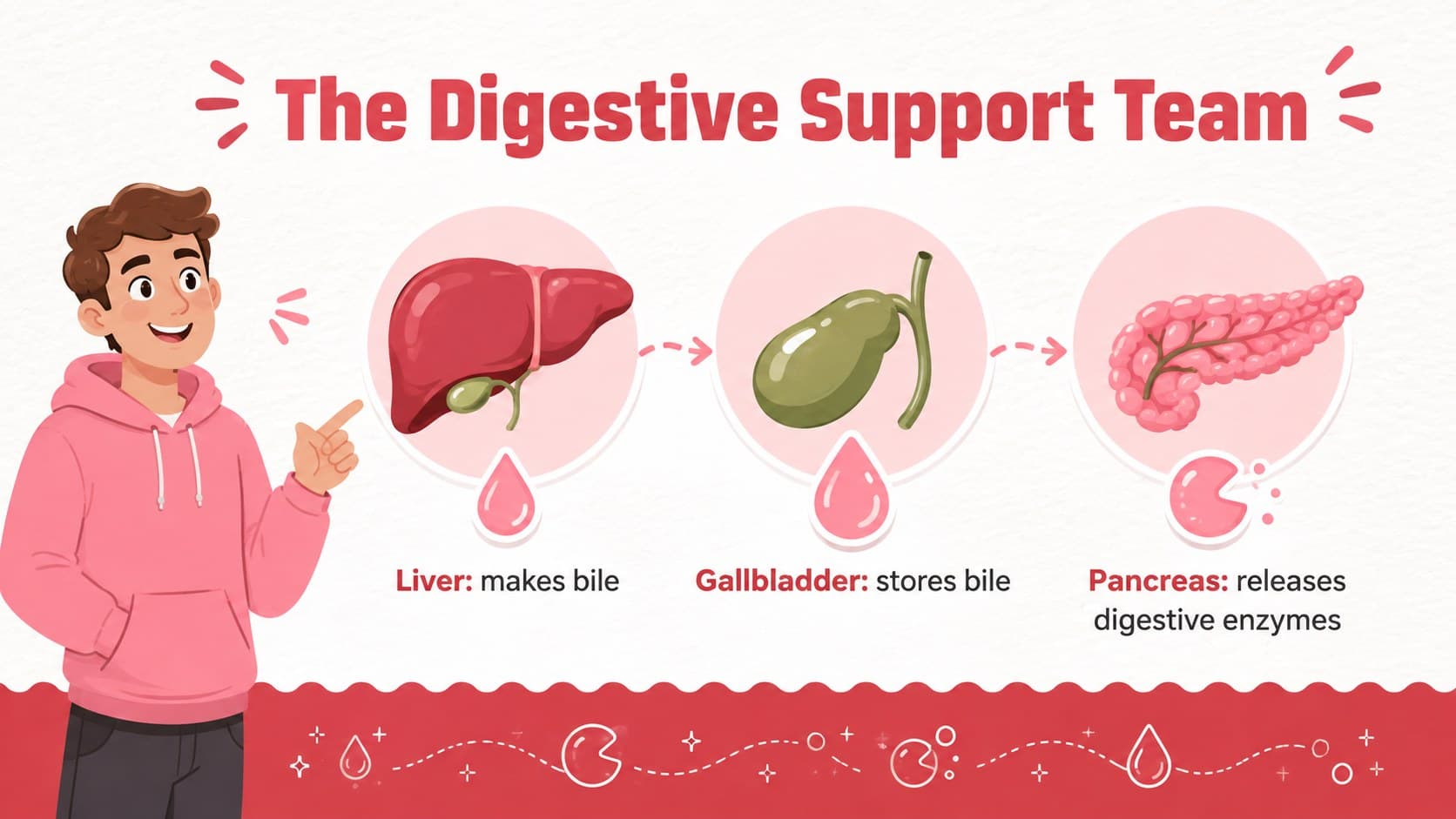 Digestive organs lesson slide comparing the functions of the liver, gallbladder, and pancreas.