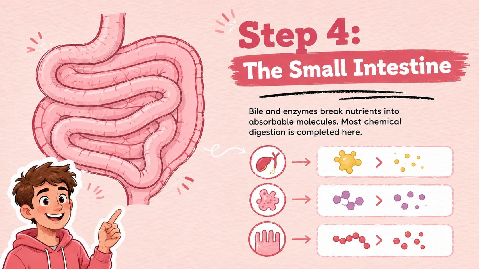 Small intestine biology slide explaining enzyme action and completion of chemical digestion.