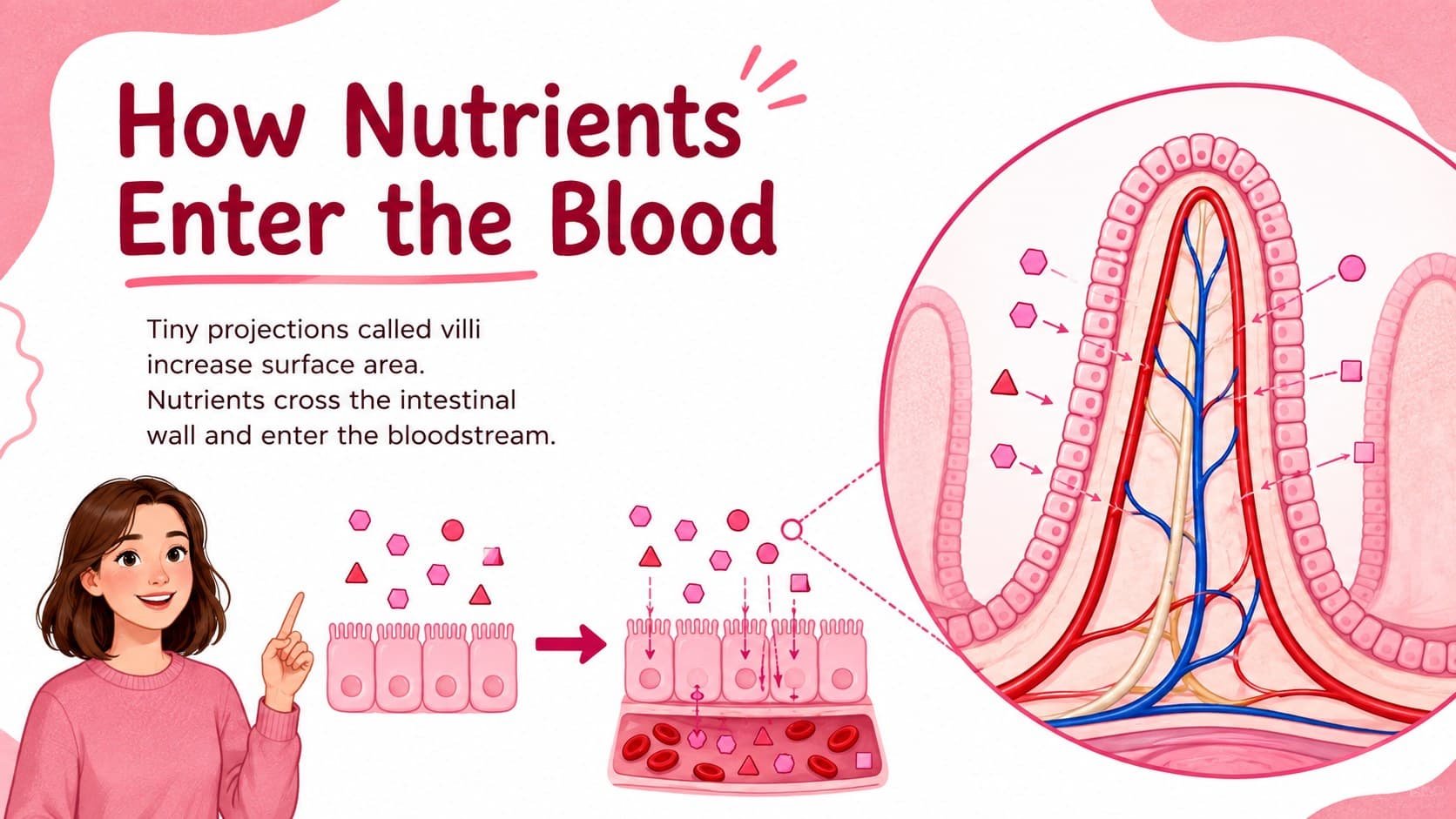 Nutrient absorption biology presentation slide showing villi transferring nutrients into the bloodstream.