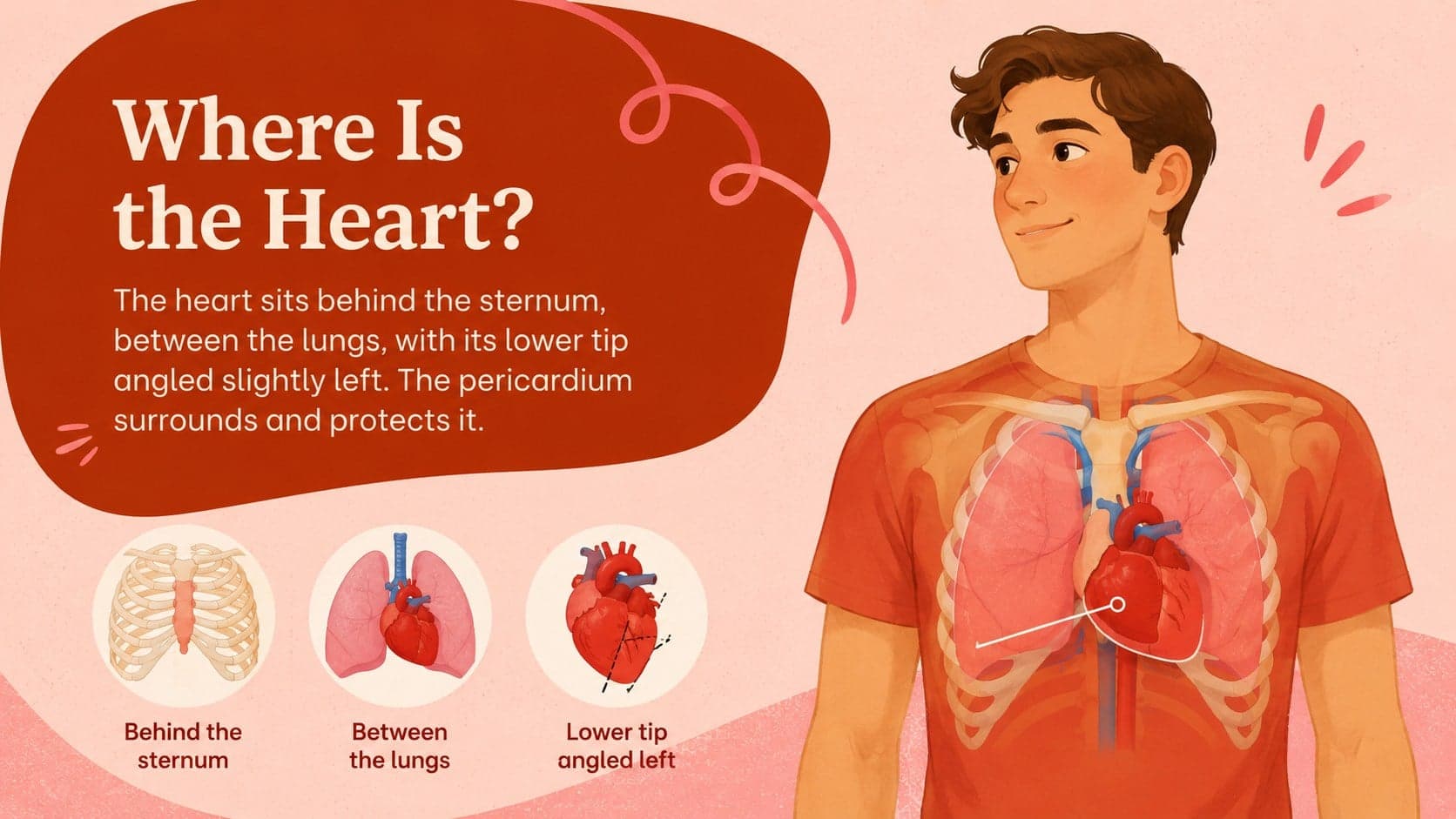Human heart anatomy overview slide showing the organ's location, orientation, and protective layers.