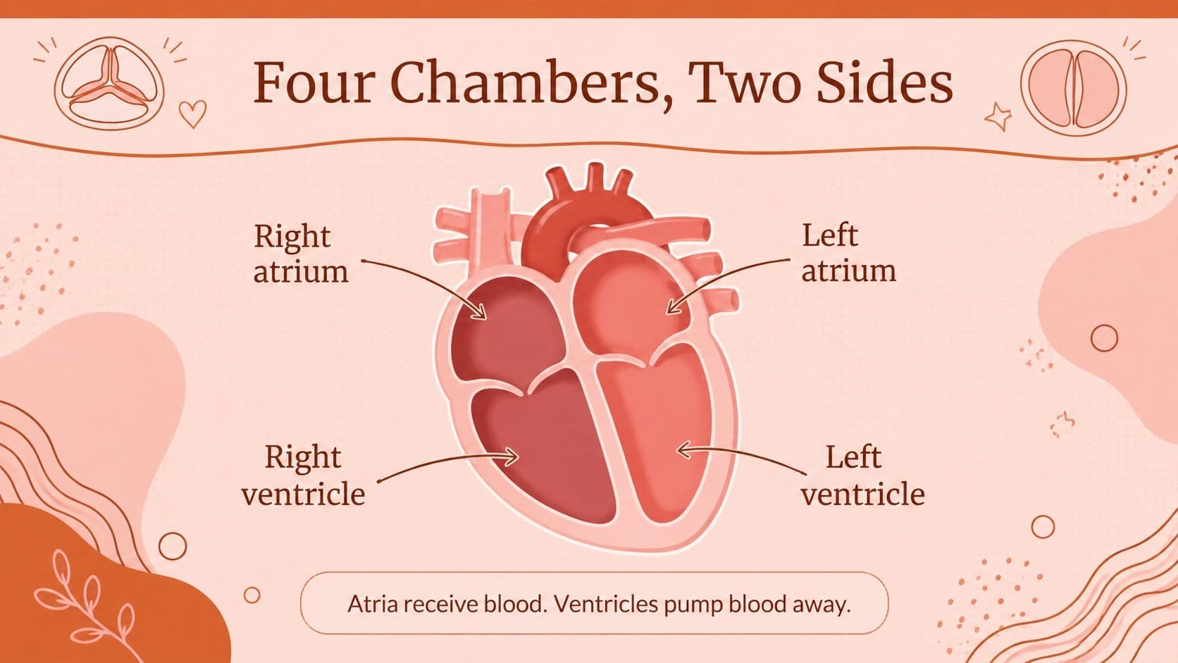 Heart chambers and valves lesson slide with a labeled four-chamber cross-section.
