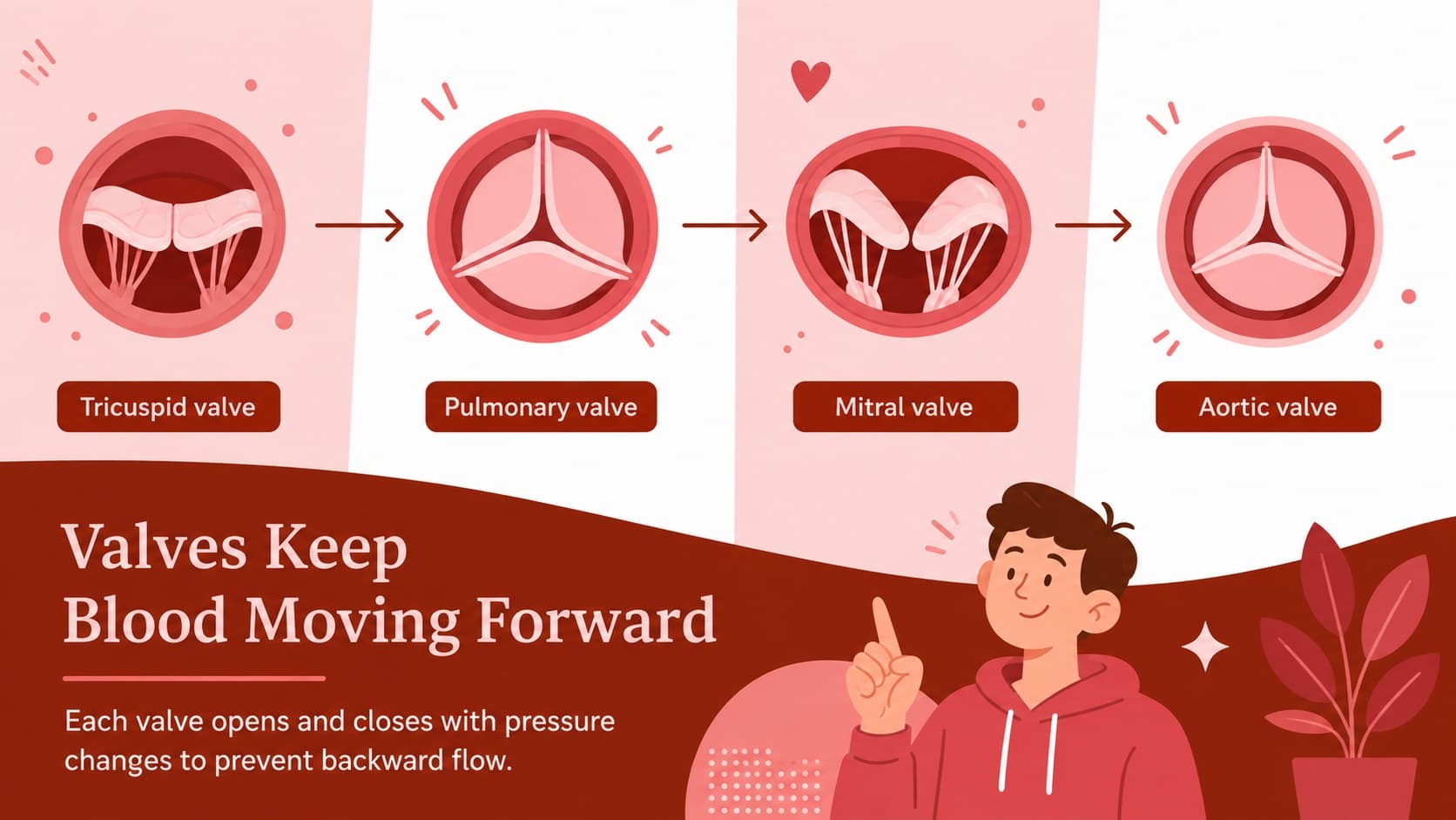 Cardiovascular teaching slide comparing the tricuspid, pulmonary, mitral, and aortic valves.