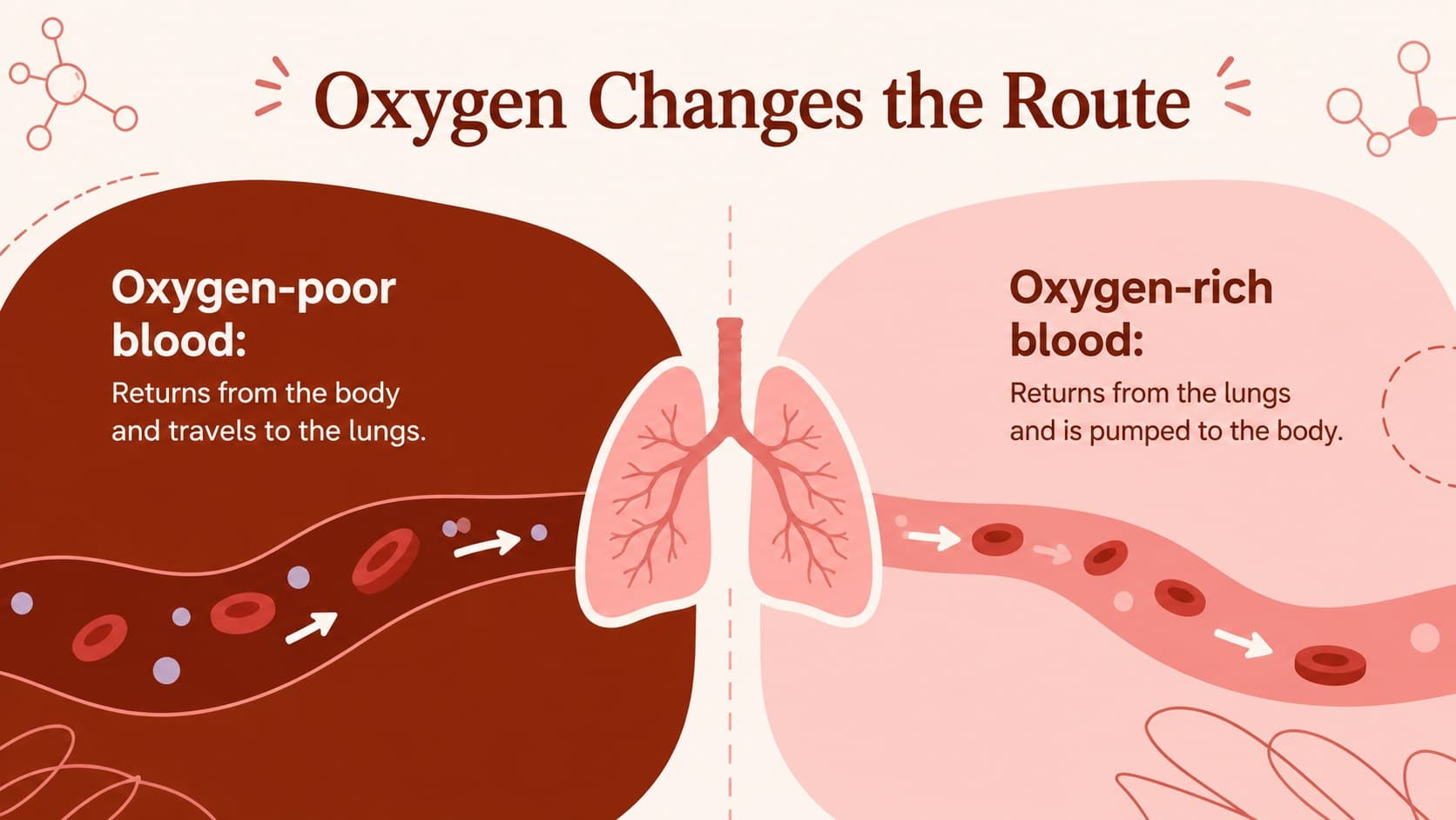 Science classroom slide comparing oxygen-poor and oxygen-rich blood in pulmonary and systemic circulation.