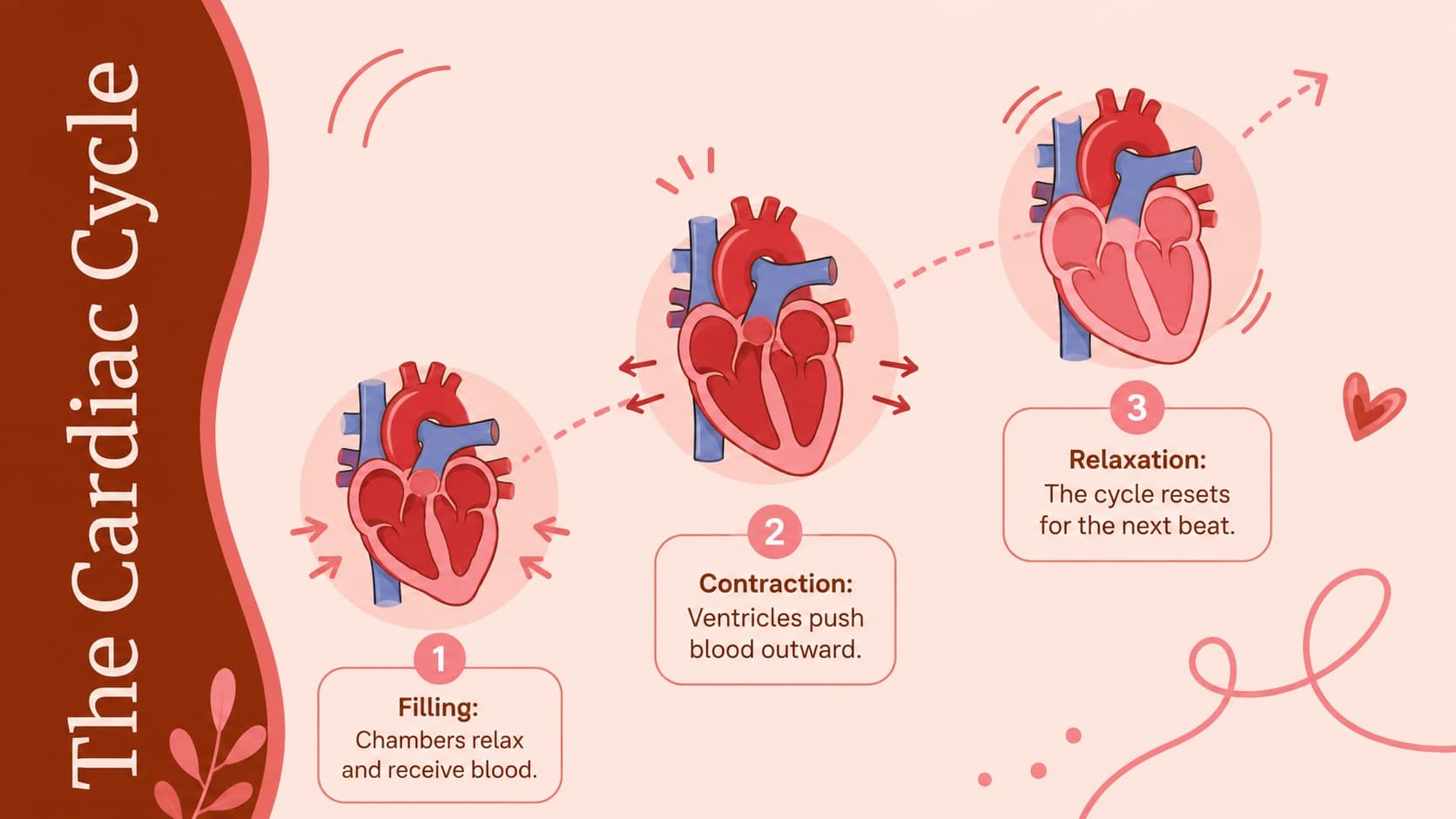 Cardiac cycle teaching slide illustrating filling, contraction, and relaxation phases.