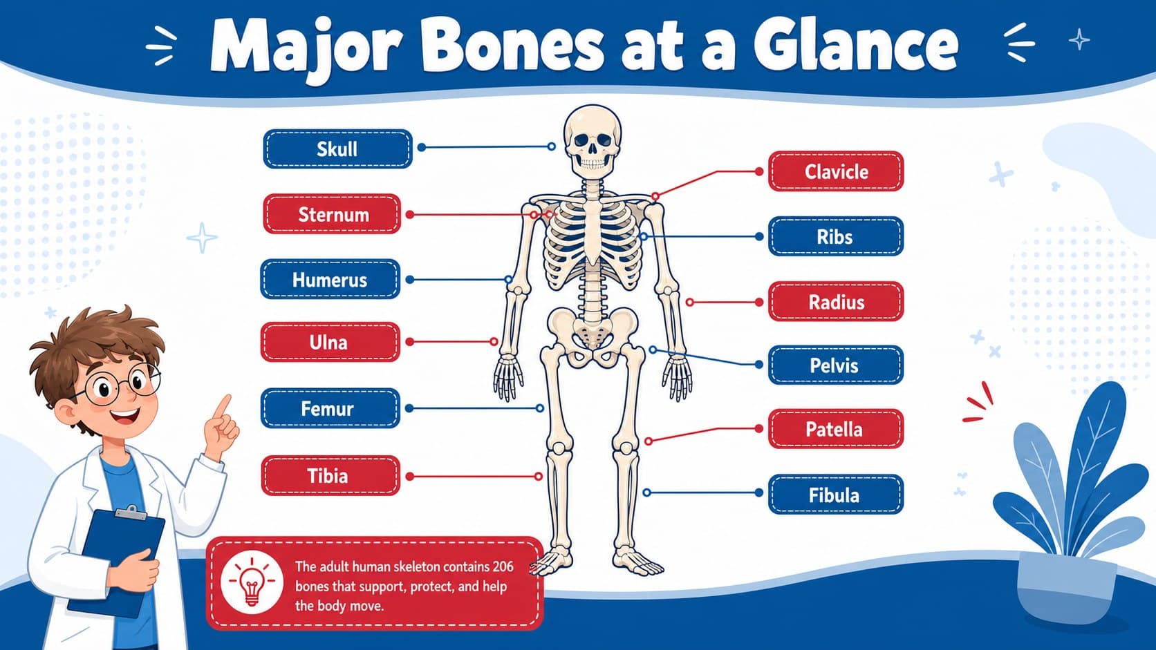 Labeled human skeleton chart identifying major bones with organized red and blue anatomical callouts.