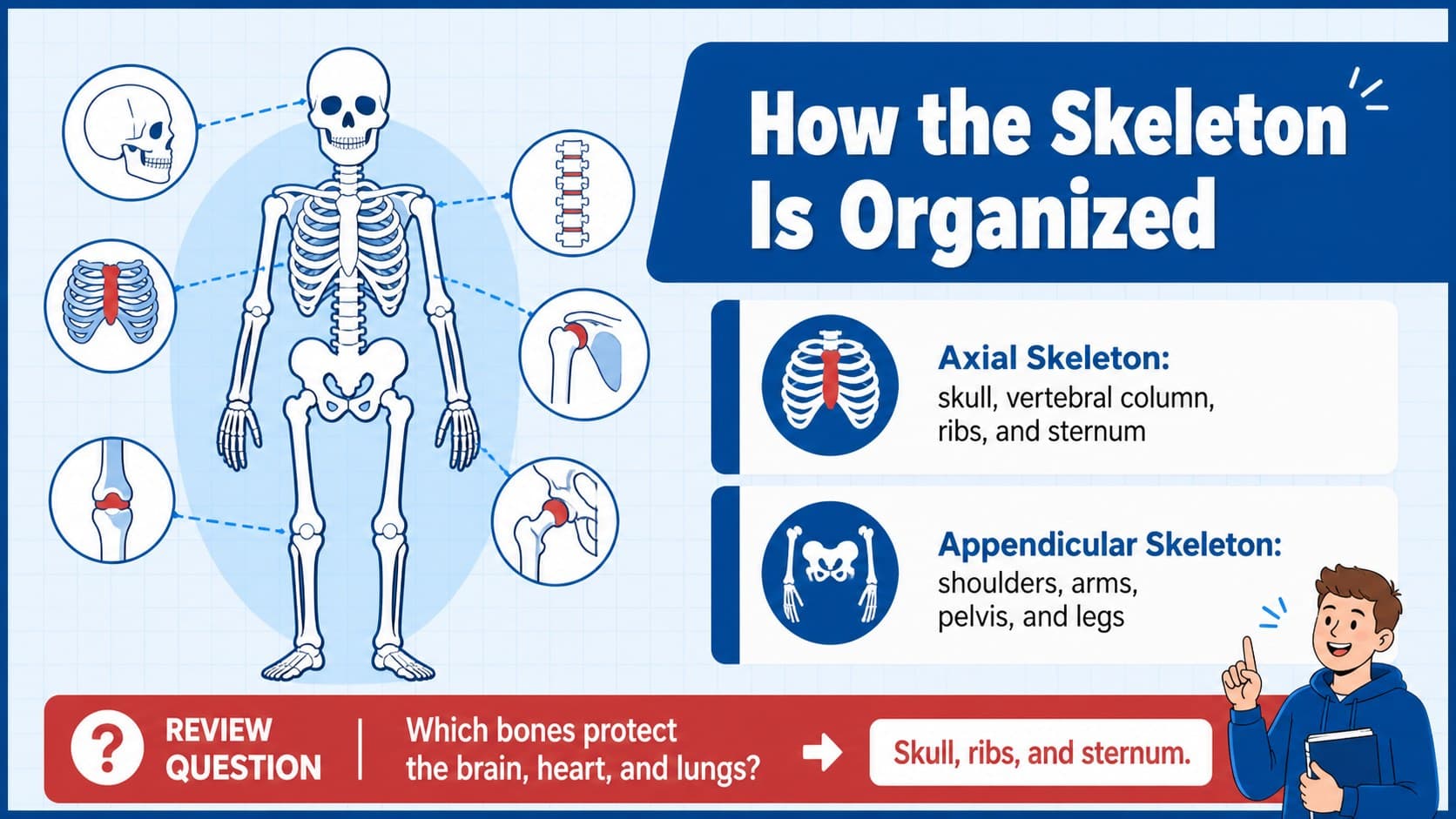 Skeletal system lesson visual grouping axial and appendicular bones for classroom review.