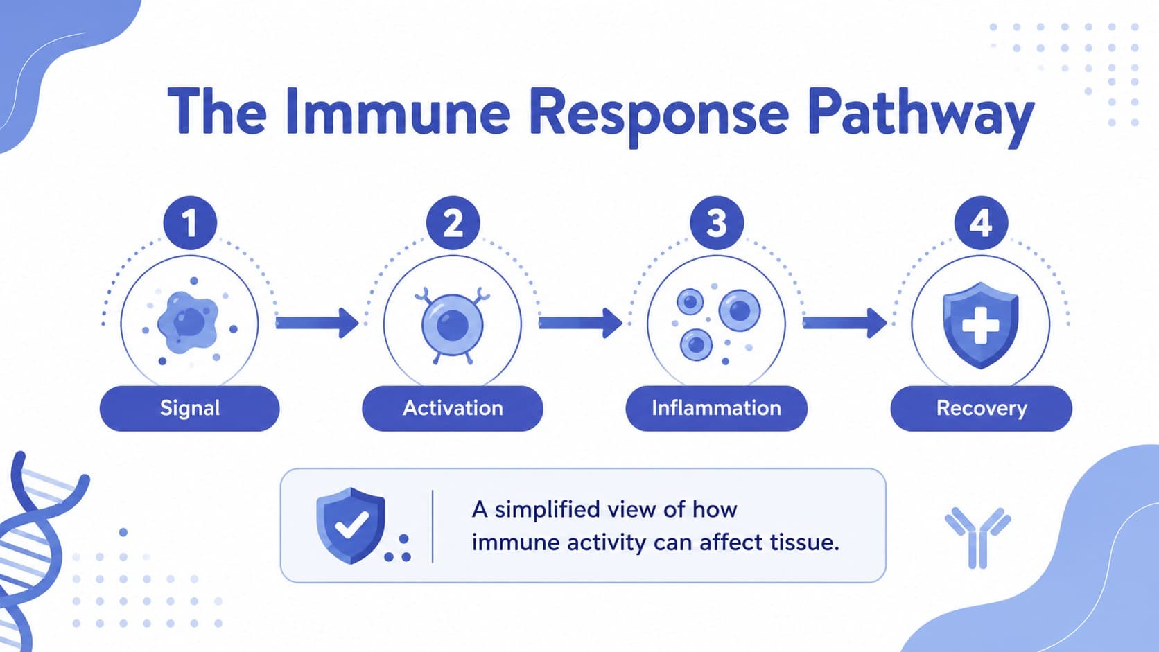 Immune response pathway slide mapping inflammation stages in a blue medical presentation layout.