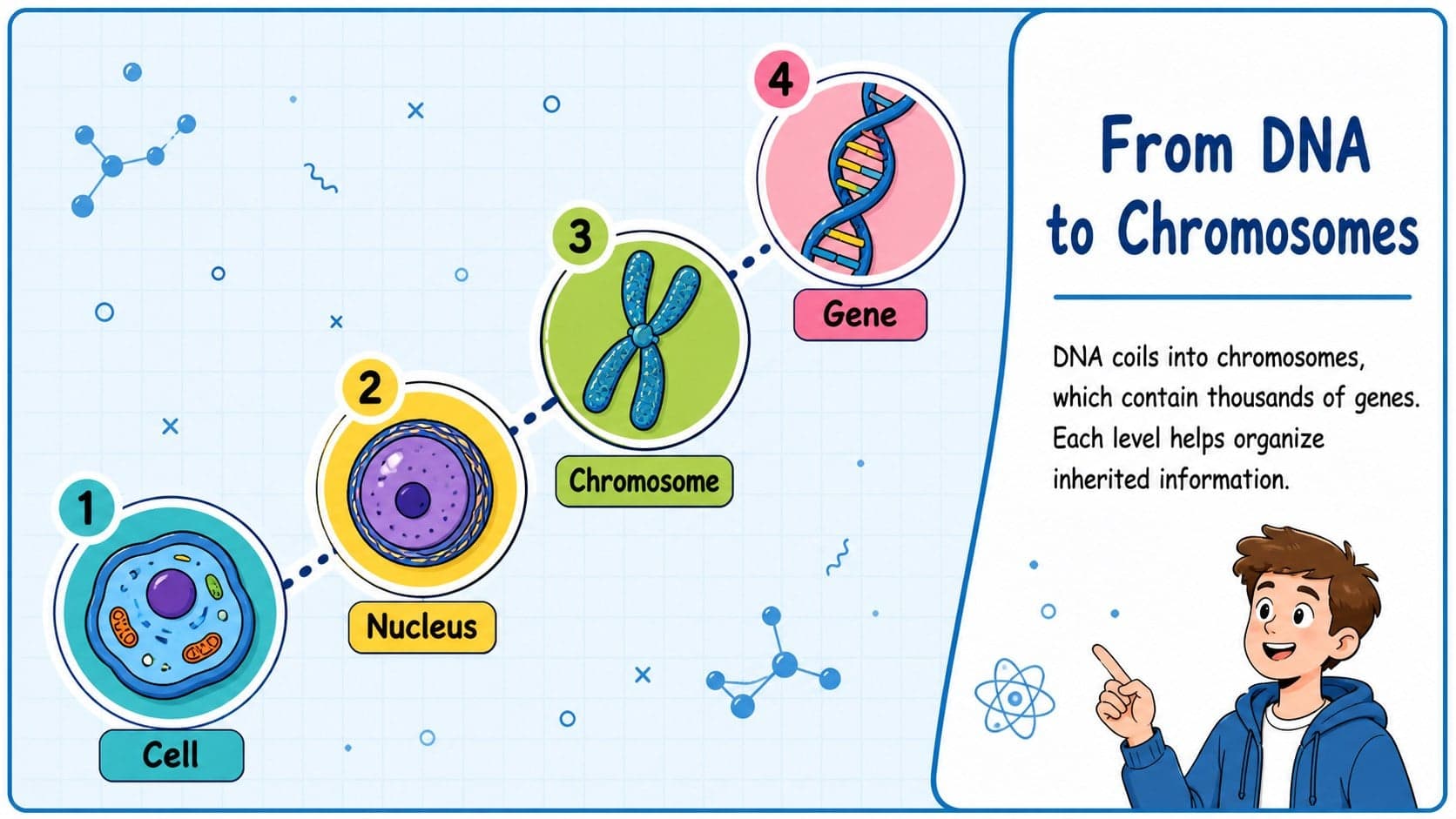 Heredity and disease PowerPoint slide showing how DNA, genes, and chromosomes relate to one another.