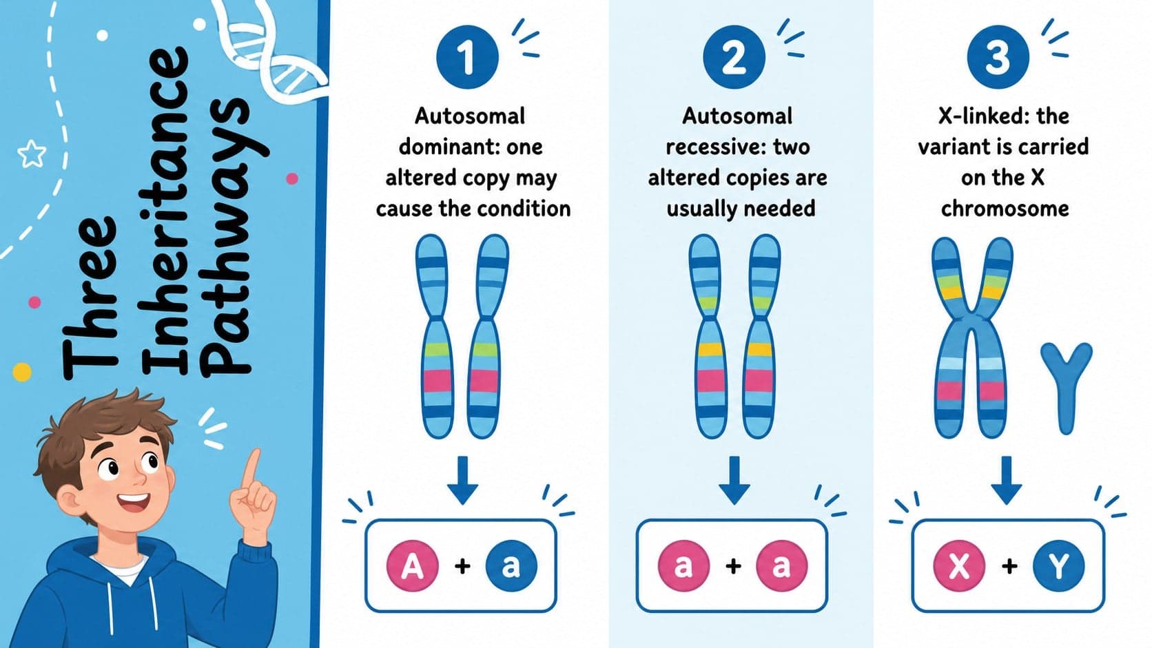 Genetic inheritance patterns lesson slide comparing dominant, recessive, and X-linked inheritance.