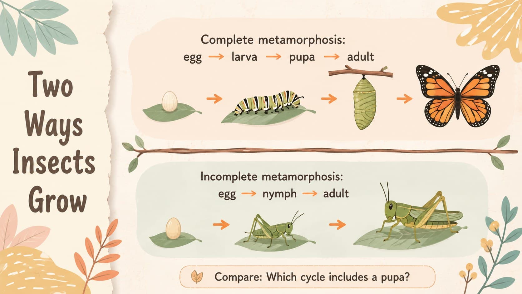 Insect life cycle lesson deck slide comparing complete and incomplete metamorphosis.