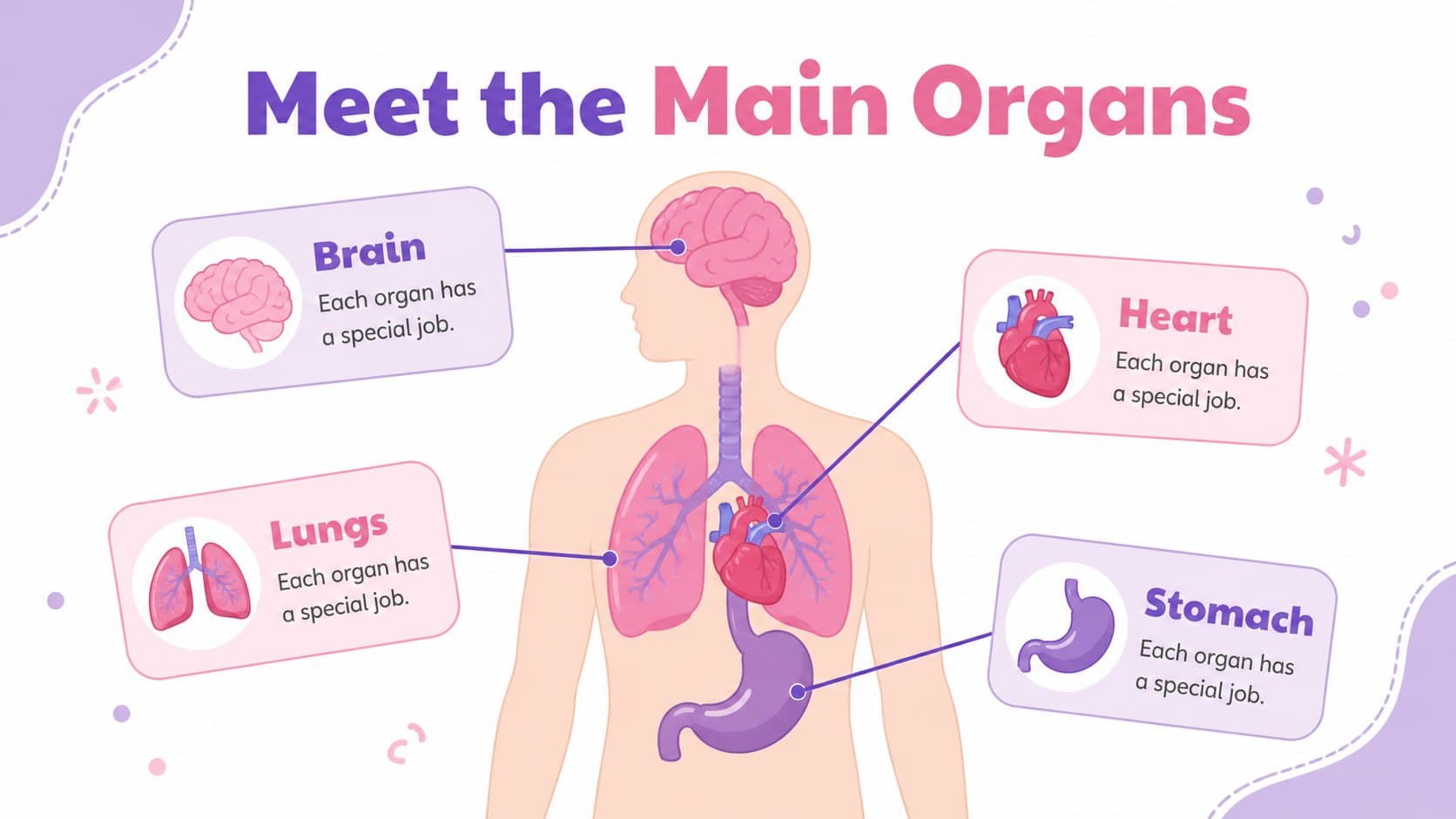 Human organs classroom activity slide labeling the heart, lungs, stomach, and brain.
