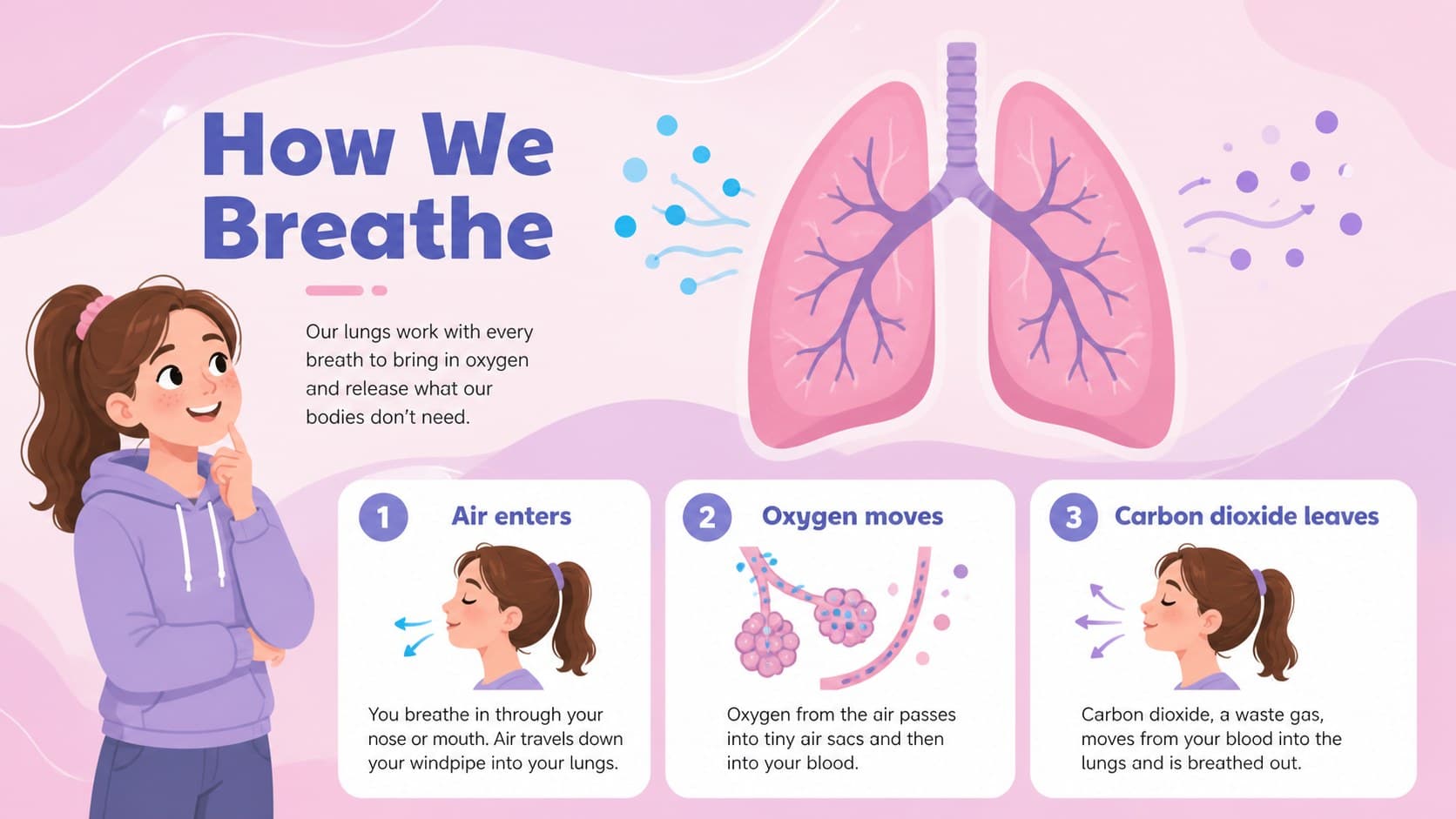 Colorful anatomy presentation template showing the lungs and a simple breathing process.