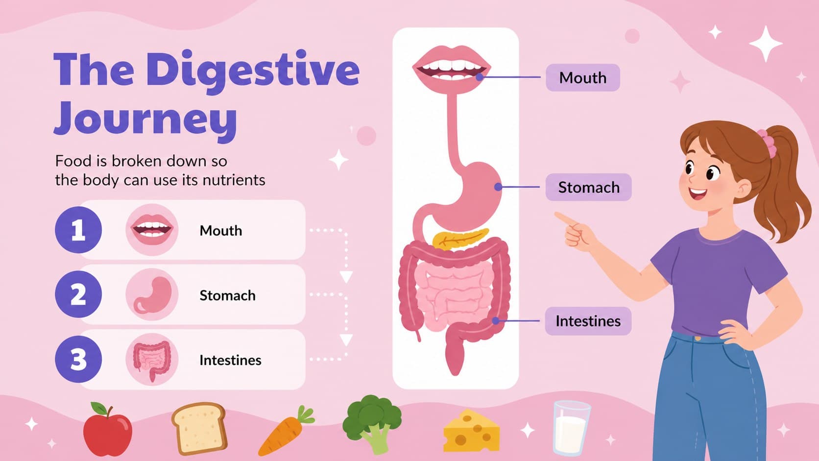 Biology lesson presentation slide illustrating the digestive system with labeled organs.