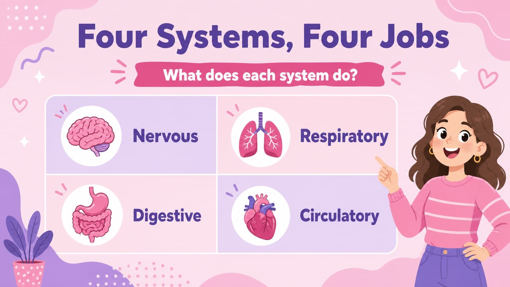 Organ systems review slide comparing the nervous, respiratory, digestive, and circulatory systems.