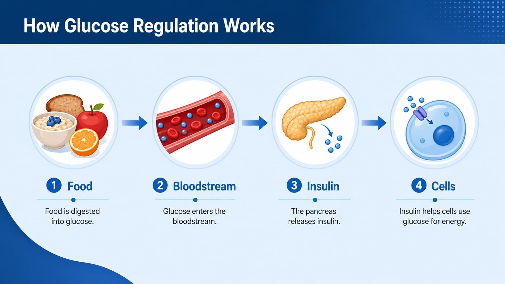 Glucose regulation presentation diagram showing how food, glucose, insulin, and cells interact.