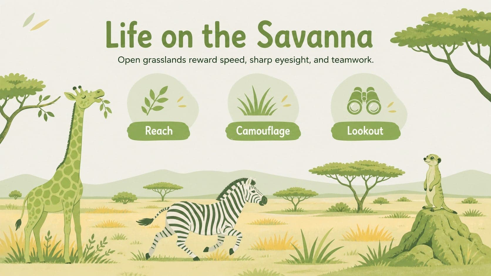 Elementary zoo lesson slide showing giraffe, zebra, and meerkat adaptations in a pastel savanna scene.