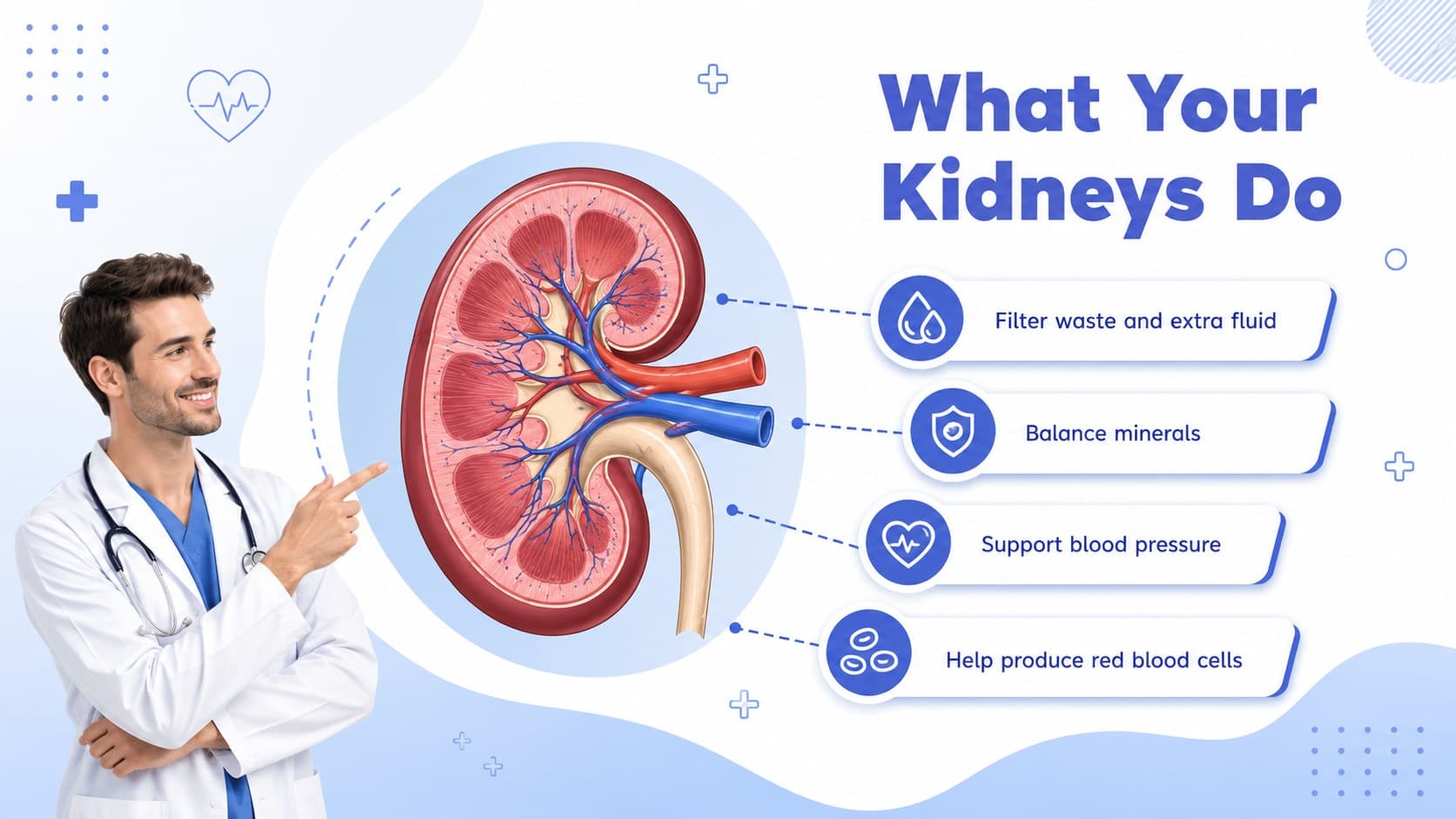 Illustrated renal health education slide explaining the kidneys' main roles in the body.