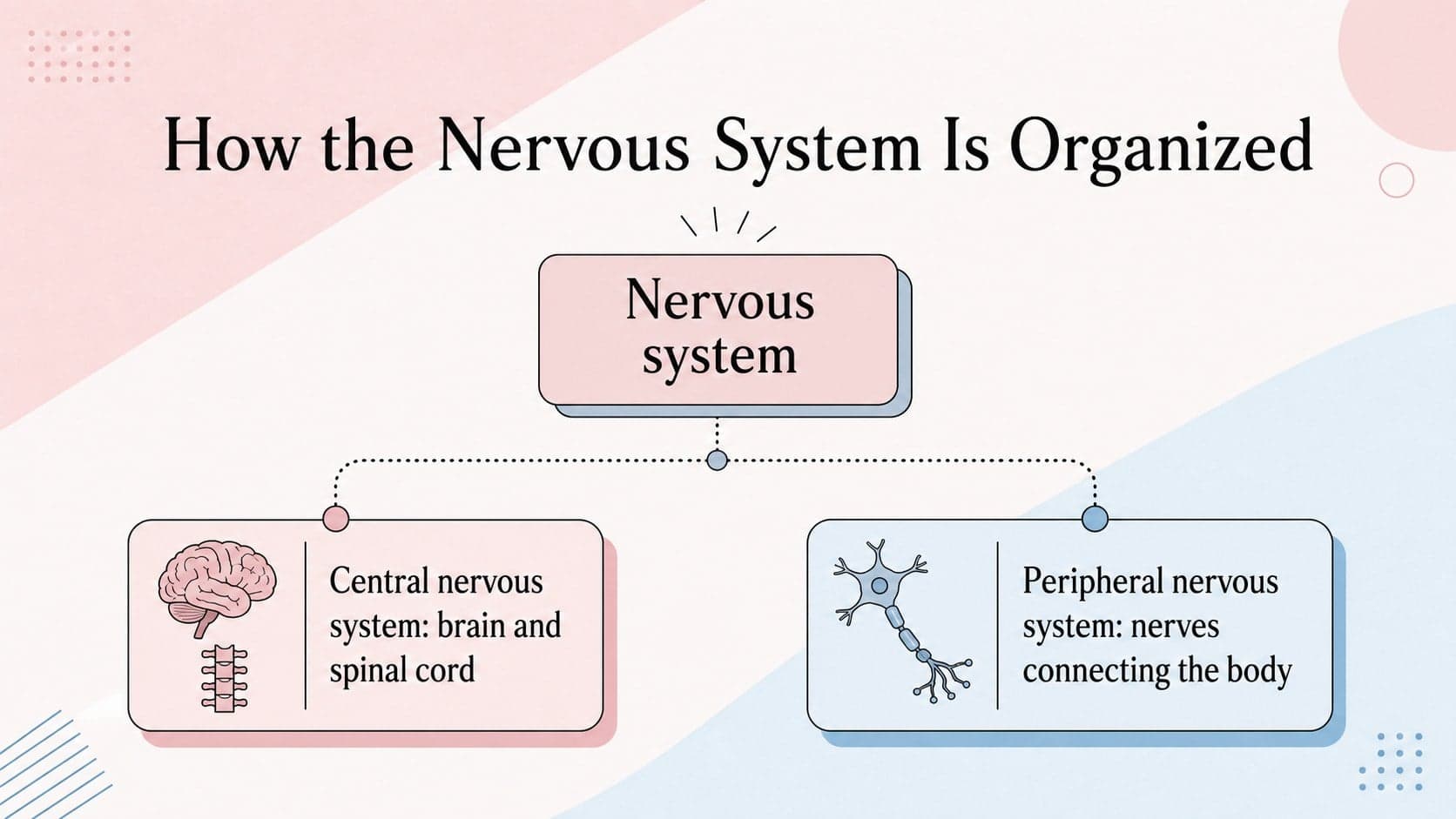 Nervous system organization diagram comparing central and peripheral system functions.