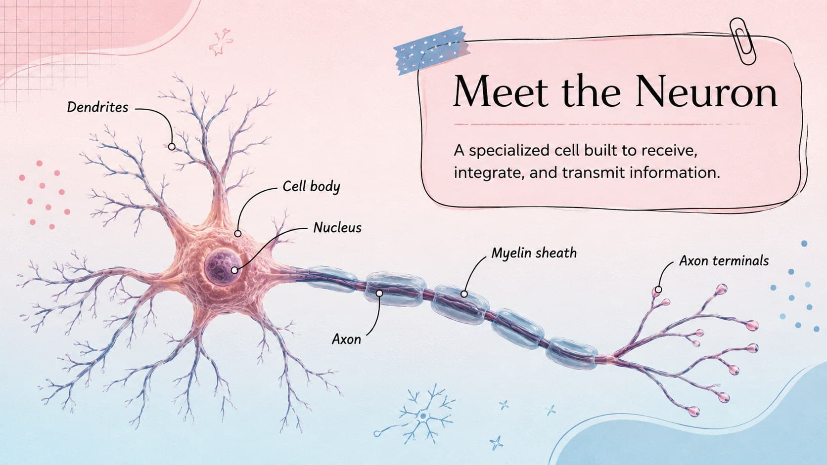 Illustrated neuron anatomy slide labeling dendrites, soma, axon, myelin, and terminals.