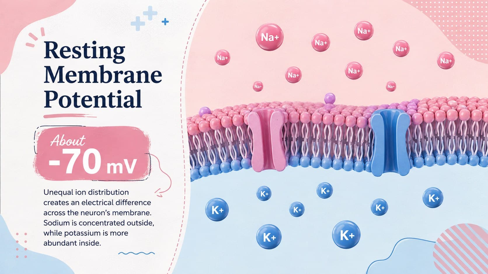 Resting membrane potential lesson slide showing ion distribution across a neuron membrane.