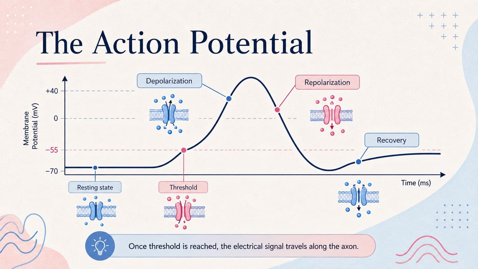 Action potential physiology slide charting depolarization, repolarization, and recovery.