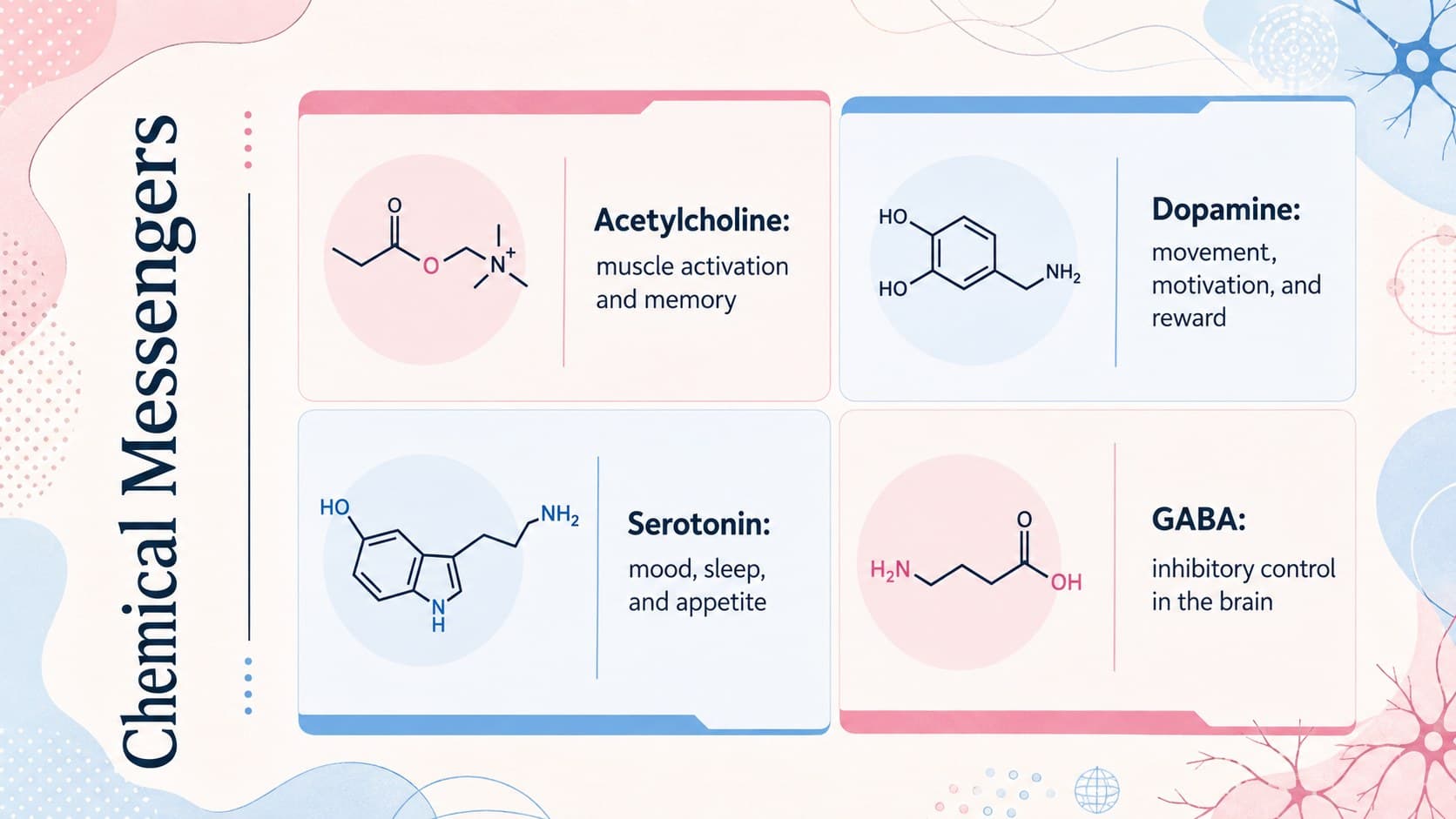 Neurotransmitter comparison slide featuring acetylcholine, dopamine, serotonin, and GABA.