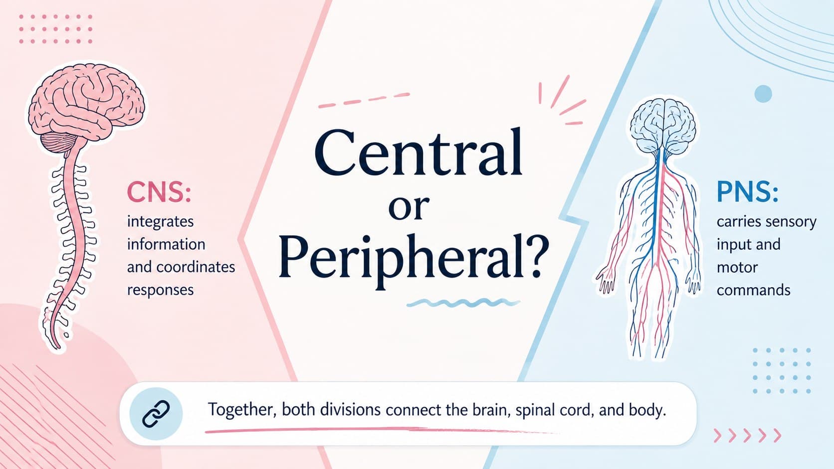 Central and peripheral nervous system comparison with concise physiology notes.