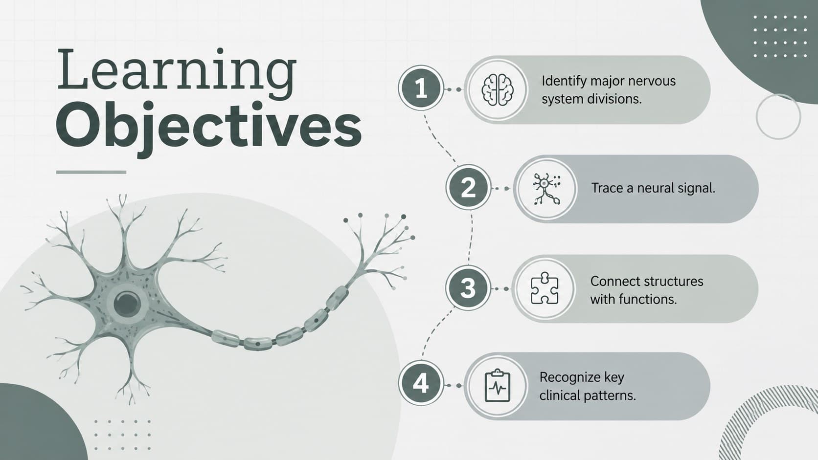Green and grey learning objectives slide for a nervous system anatomy presentation.