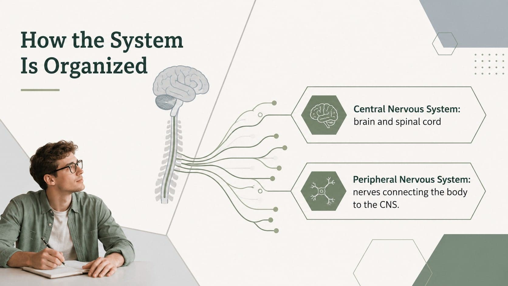 Neuroanatomy overview slide comparing the central and peripheral nervous systems.