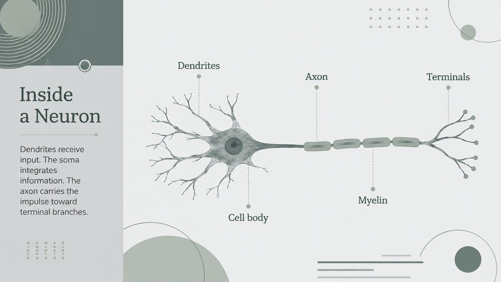 Neuron structure teaching slide labeling dendrites, soma, axon, myelin, and terminals.