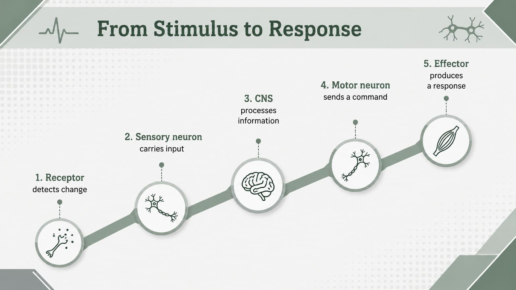 Neural signal transmission timeline in an editable nervous system presentation.