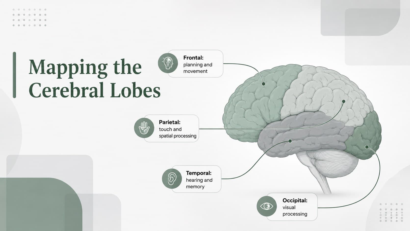 Brain regions anatomy slide with labeled cerebral lobes and functional summaries.