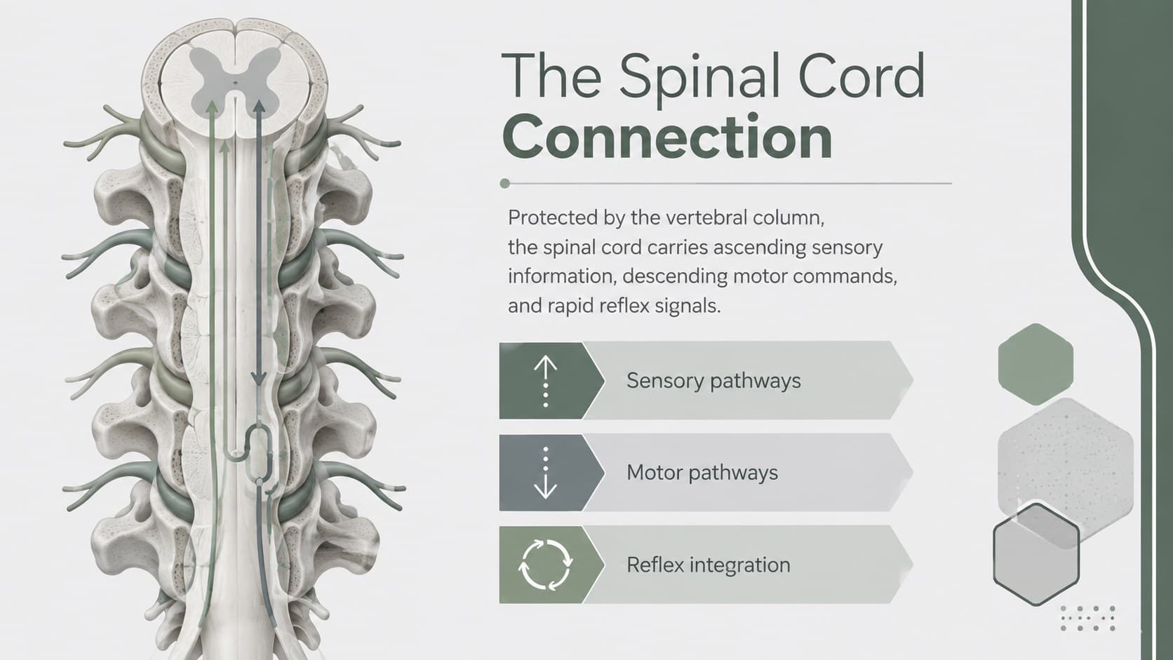 Spinal cord anatomy slide showing protected structure and signal pathways.