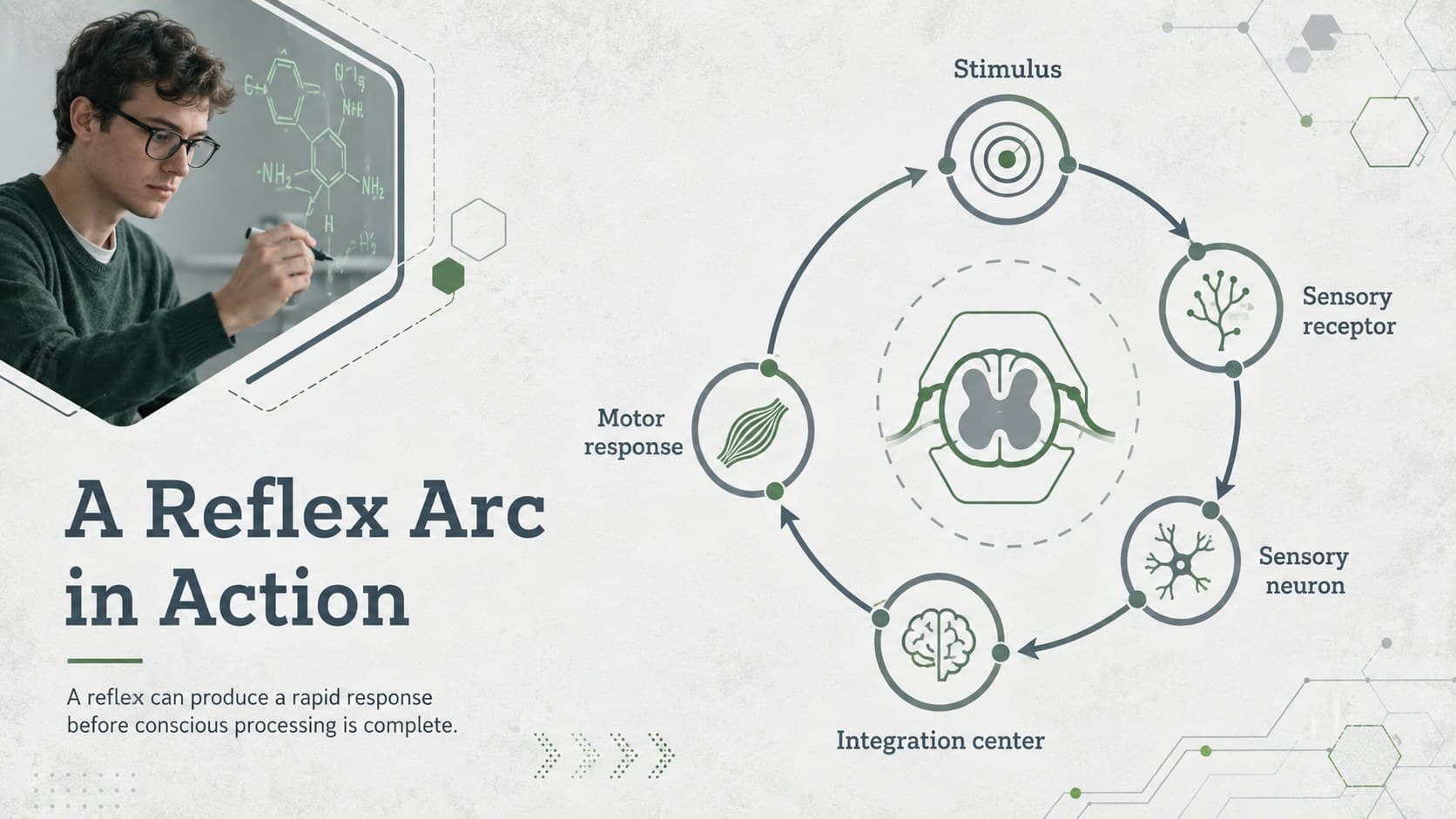 Reflex arc teaching presentation with a five-stage sensory and motor pathway diagram.