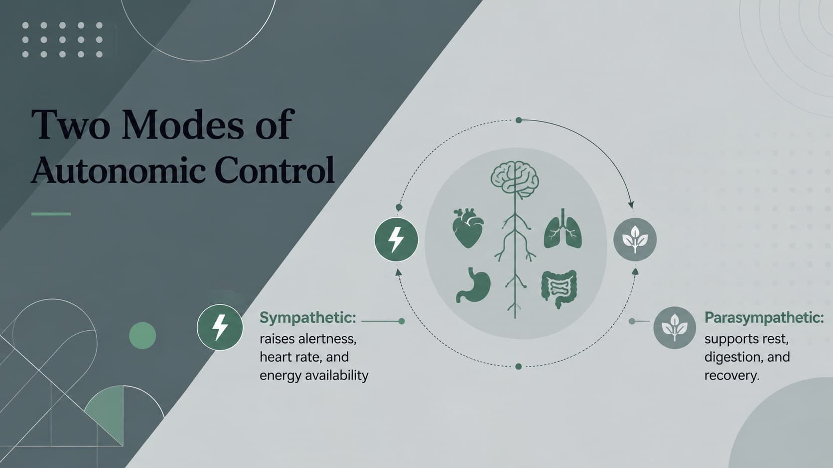 Autonomic nervous system comparison slide contrasting sympathetic and parasympathetic functions.