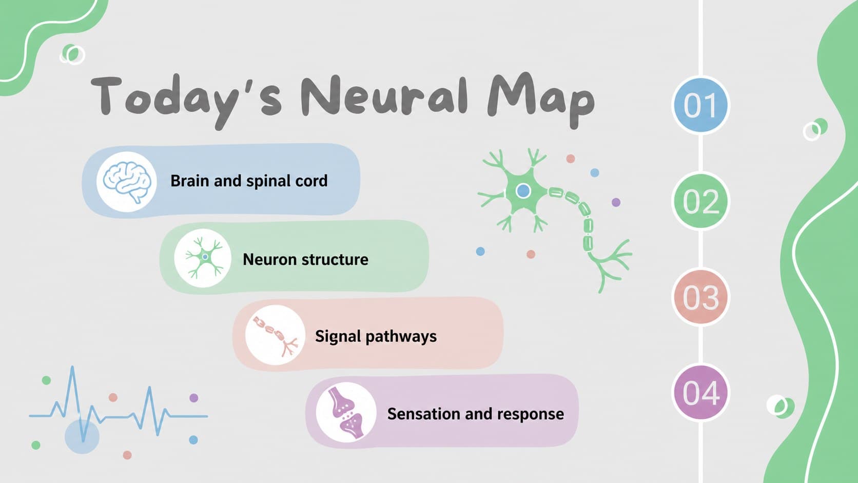 Agenda slide outlining brain, spinal cord, neurons, and signal movement for a nervous system lesson.