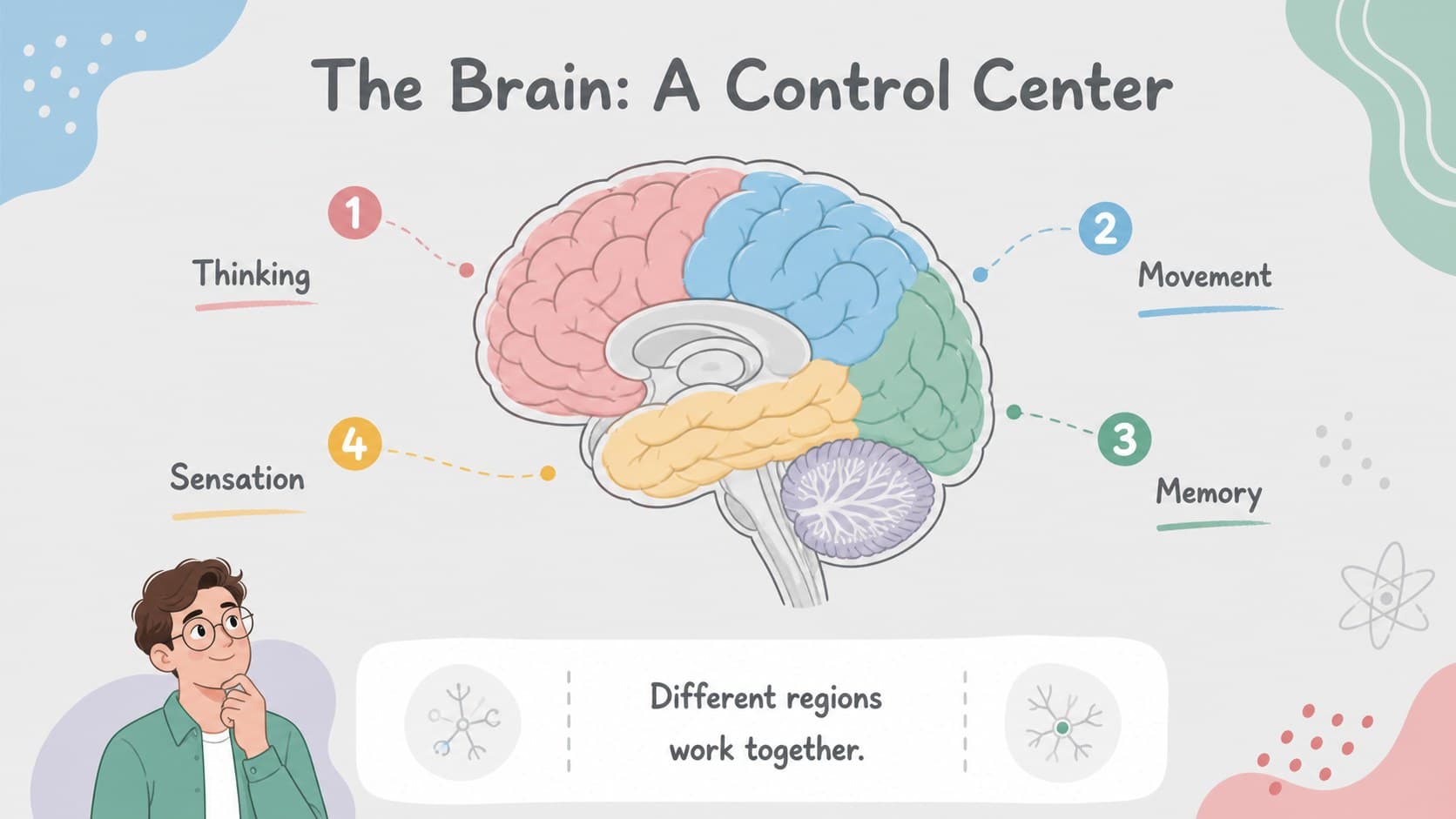 Brain regions slide showing labeled areas and functions in a student-friendly biology presentation.
