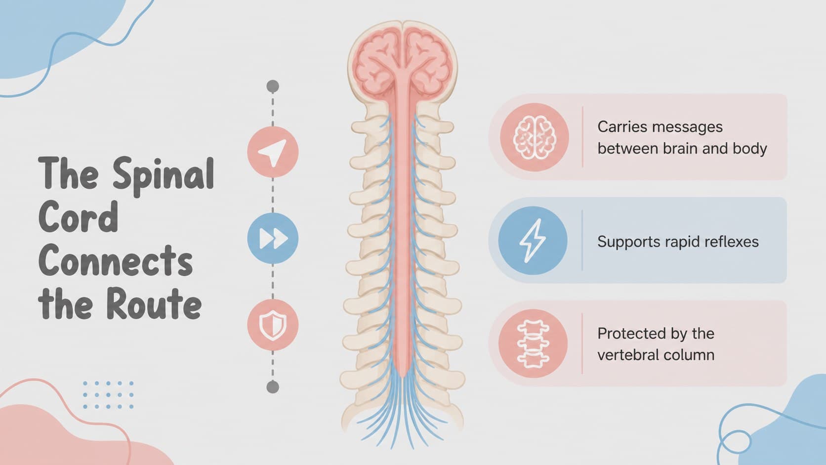 Spinal cord slide explaining the body’s main signal route with grey anatomical graphics.