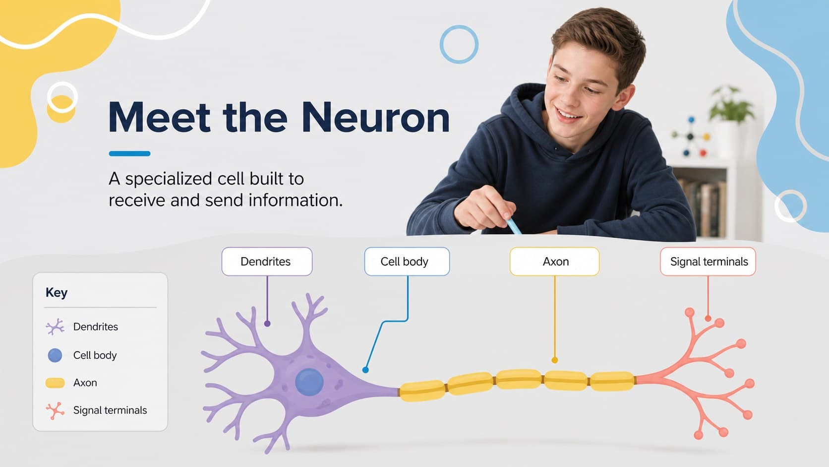 Neuron anatomy slide labeling dendrites, cell body, axon, and terminals in an editable neuron diagram.