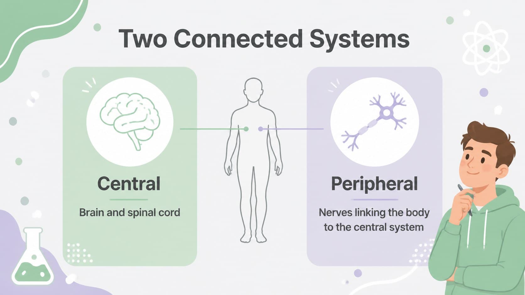 Central and peripheral nervous system comparison slide with two clearly separated visual columns.