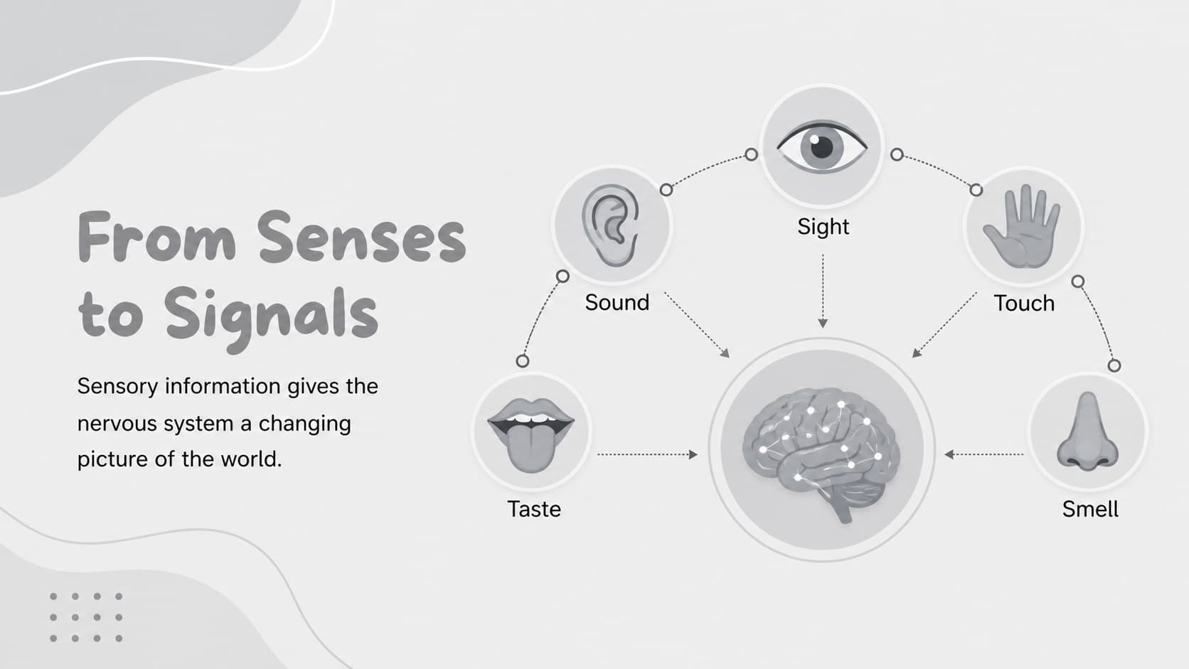 Sensory input slide connecting sight, sound, touch, taste, and smell to nervous system processing.