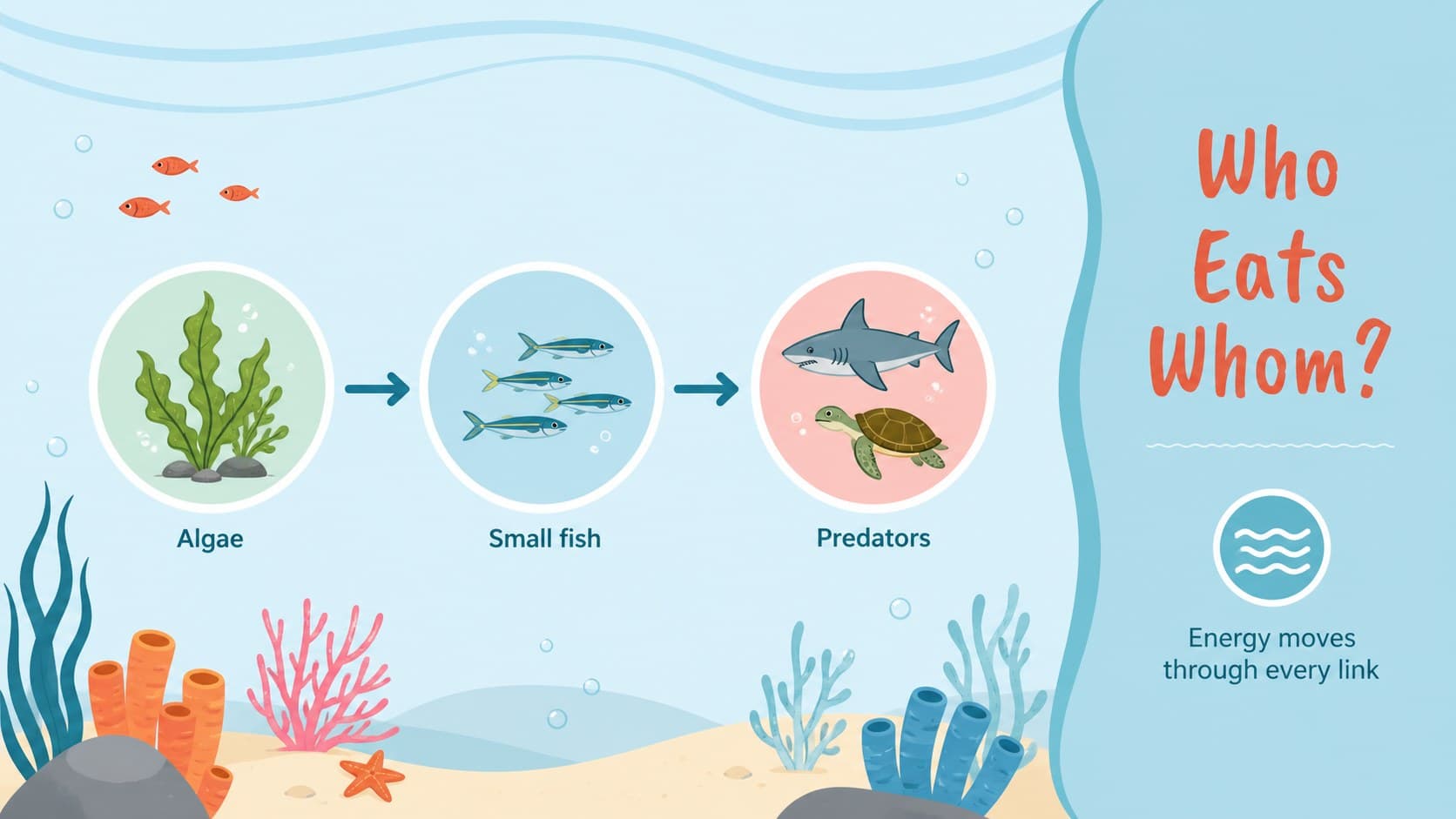 Marine biology classroom slide showing an illustrated ocean food web and connected species.